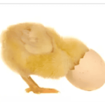 Pääsiäiskortti, jossa tipu jumissa munankuoreen