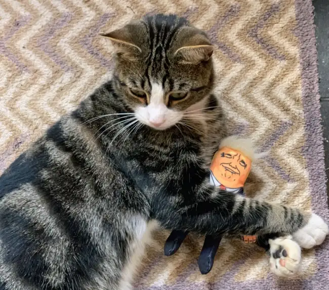 Donald kissanlelu 15 cm.