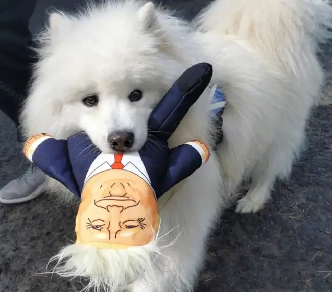 Donald koiranlelu 20 cm.